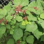 Rubus phoenicolasius Fuelha