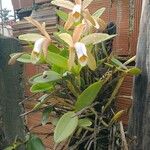 Cattleya forbesii Flor