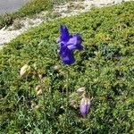 Aquilegia bertolonii Flower