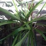 Bromelia karatas পাতা