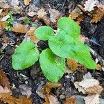 Doronicum pardalianchesLapas