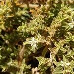 Galenia pubescens Hoja