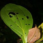 Miconia appendiculata Folha