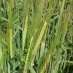 Hordeum vulgare Frukto