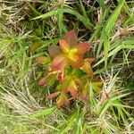 Vaccinium angustifolium Folha