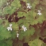 Pelargonium odoratissimum Habit