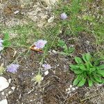 Scabiosa canescens फूल