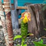 Costus pictus फूल