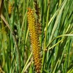 Carex rostrata Fruchs