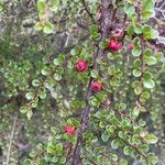 Cotoneaster nan-shan ഫലം