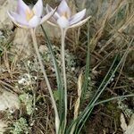 Crocus cambessedesii Характер