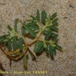 Euphorbia polygonifolia Облик