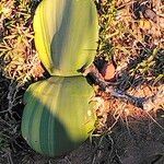 Haemanthus sanguineus