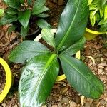 Dieffenbachia parlatorei Tervik taim