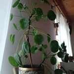 Pilea peperomioidesFoglia