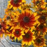 Rudbeckia fulgidaFlower