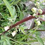 Scrophularia trifoliata Fleur
