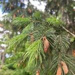 Picea smithiana Leaf