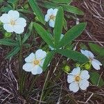 Potentilla alba Flor