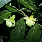 Cymbopetalum brasiliense Fruit