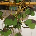 Oxalis tetraphylla 葉