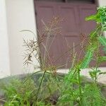 Cyperus distans Цвят