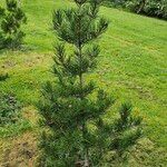 Pinus bungeana ശീലം