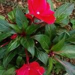 Impatiens wallerianaBlatt