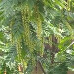 Pterocarya stenoptera Плод