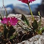 Primula daonensis Hàbitat