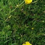 Ranunculus orthorhynchus Hoja