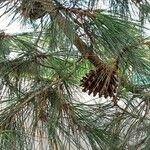 Pinus canariensis List