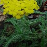 Achillea chrysocoma Hábitos