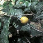 Chrysophyllum venezuelanense Fruto