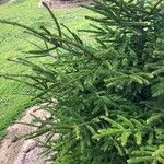 Picea orientalis Leht