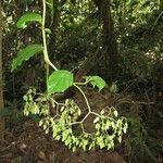 Begonia glabra Alkat (teljes növény)