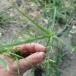 Cyperus zollingeri Floro