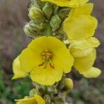 Verbascum densiflorum Blüte