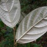 Ocotea argyrophylla 葉