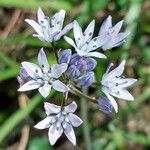 Scilla verna 花