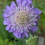 Scabiosa lucidaफूल