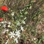 Loncomelos pyrenaicus Folha