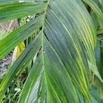 Areca vestiaria Leaf