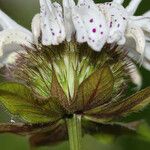 Monarda russeliana Lorea