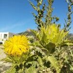 Carthamus arborescens Flor
