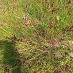 Juncus compressus Yaprak