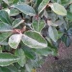 Elaeagnus pungens Leaf