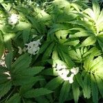 Cardamine kitaibelii 叶