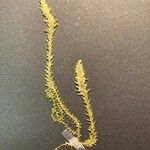 Selaginella selaginoides 花