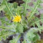 Centaurea benedicta Blodyn